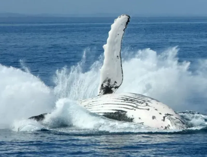 Baleines du Gabon