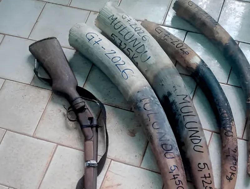 Les pointes d’ivoire et le fusil qui a servi aux braconniers présumés.