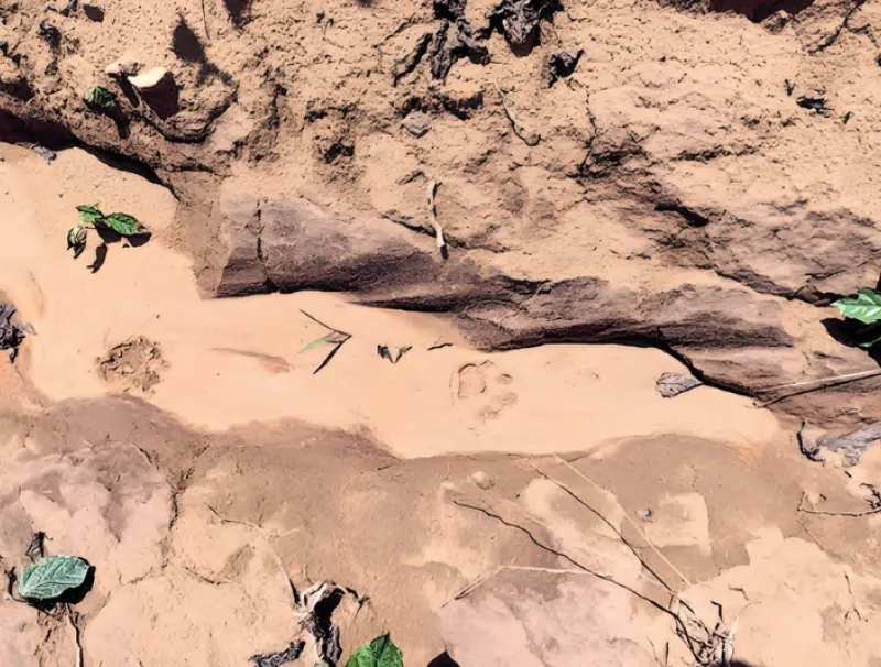 Quelques traces laissées par la panthère