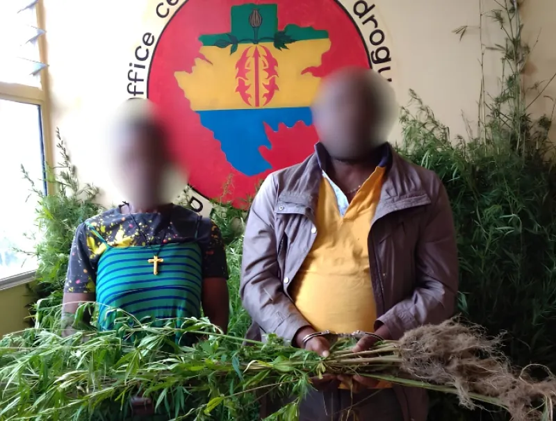 Les trafiquants présumés de cannabis du village Akok-Bong-Nseme