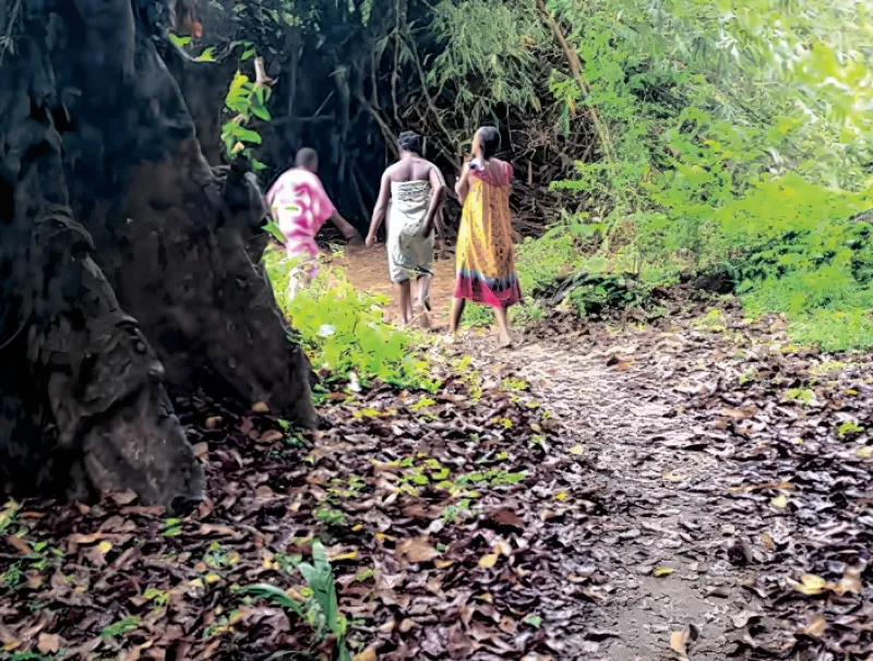 Forêt de Biweni à Lambaréné