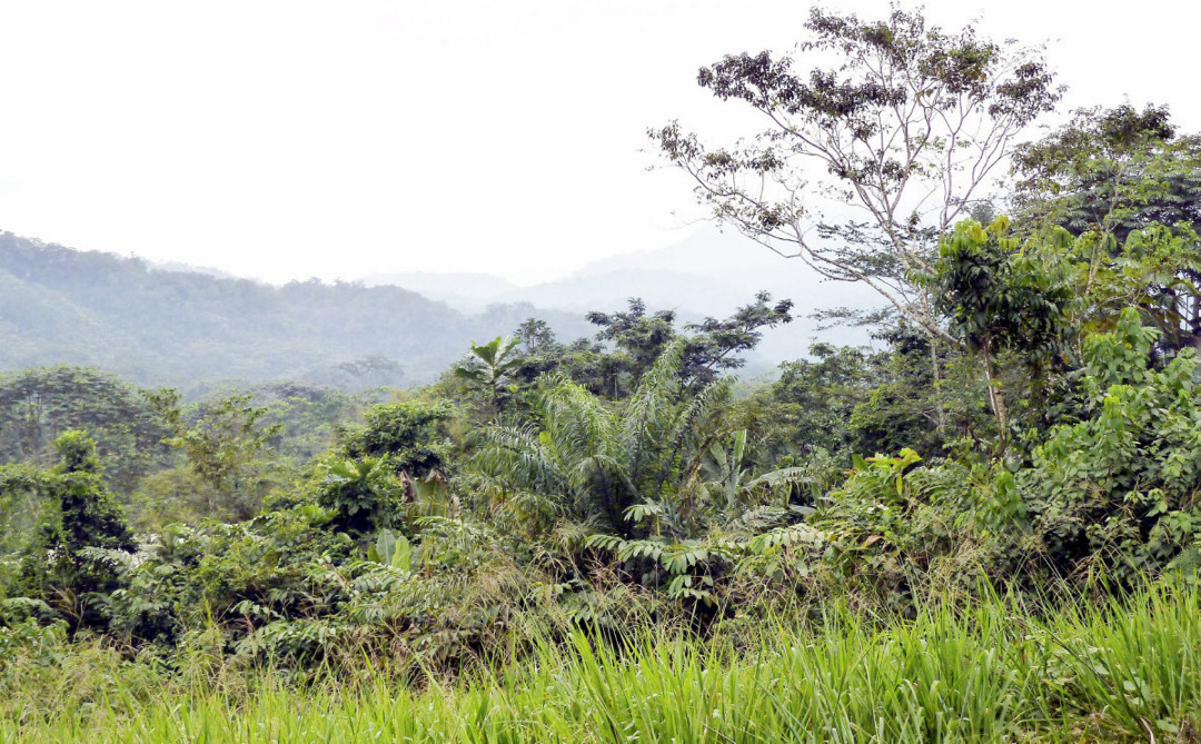 Le Gabon certifié au crédit carbone