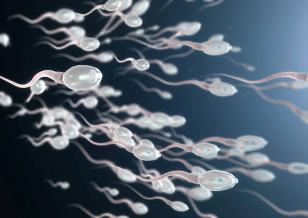 L'allergie au sperme est due à une sensibilisation aux protéines séminales du sperme
