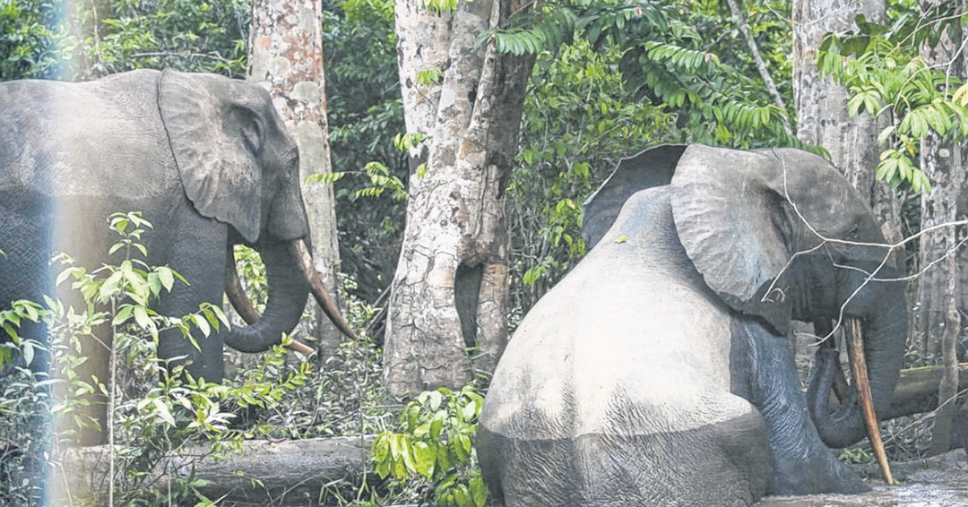 Des éléphants dans la zone de la Bokoue.