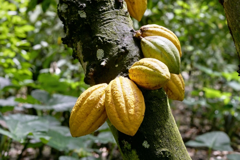 Ghana : Accra face à la crise du cacao