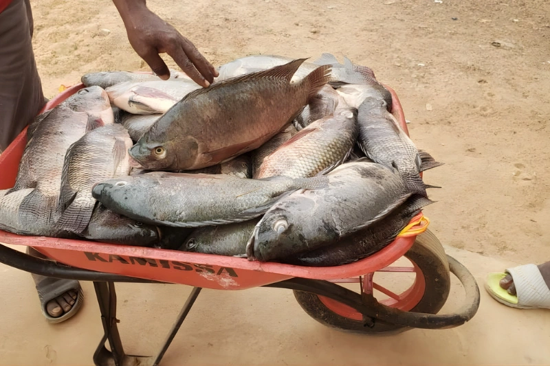 Lambaréné : le poisson en passe de devenir un produit de luxe