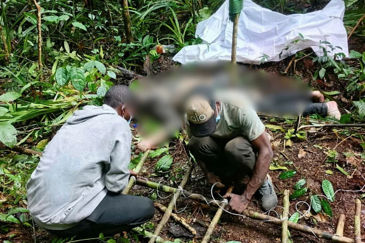 Chasseur tué par un éléphant