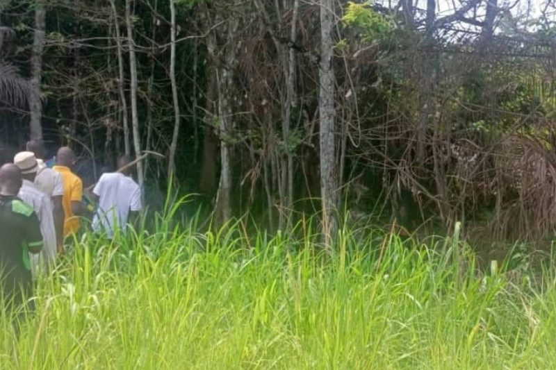 Forêt Ipira à Mabanda