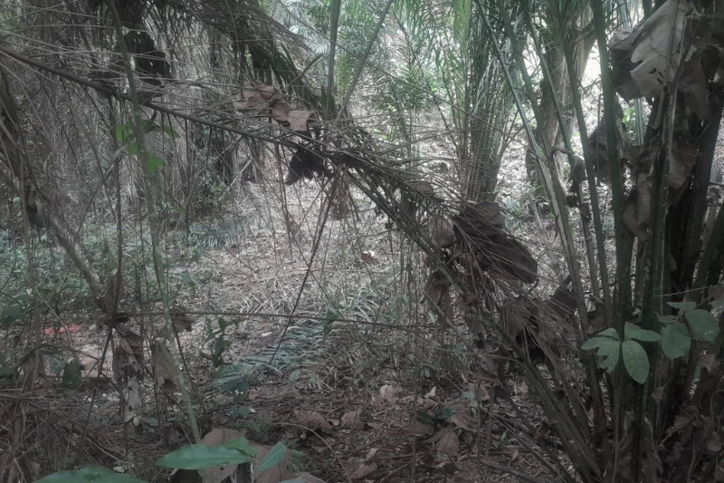 Un pan de la forêt de Mvouna, lieu de la commission des faits.