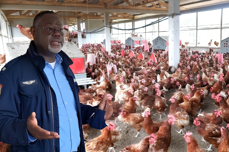Production d'oeufs : la Sogada renforce ses capacités avec la réception de 55 000 poussins