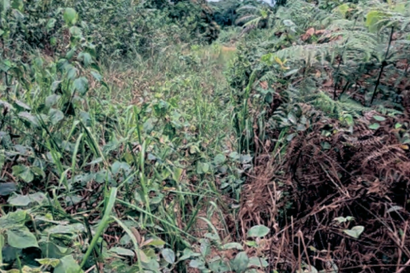 Makouké