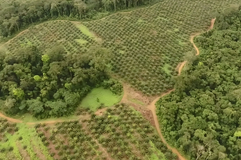 Certification RSPO : Olam Palm Gabon et Olam Rubber prennent une longueur d’avance en Afrique