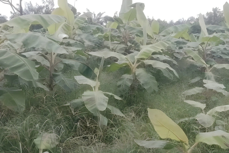Dévastation des plantes : les agriculteurs de Makouké portent plainte