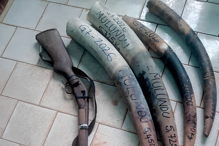 Les pointes d’ivoire et le fusil qui a servi aux braconniers présumés.