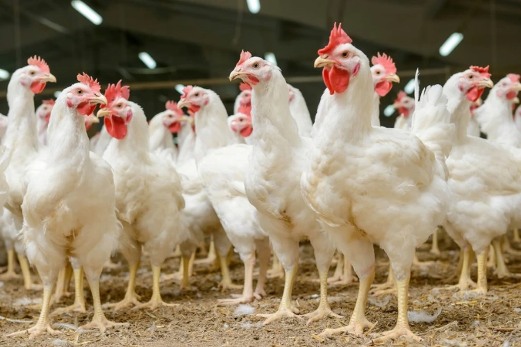 Poulet de chair : l'exception sur laquelle peut s'appuyer le gouvernement