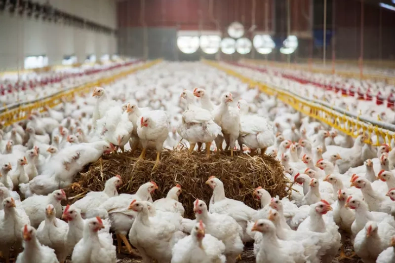 Poulet de chair : que d'interrogations autour d'une ambition louable !