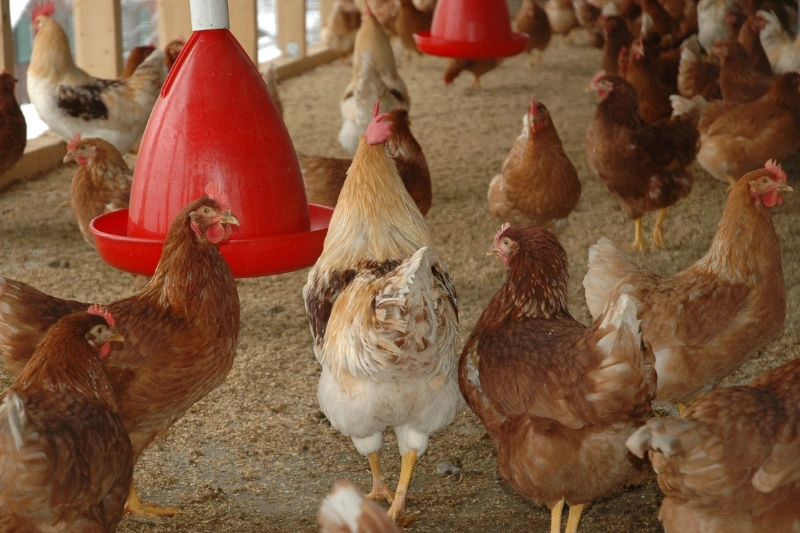 Poulets de chair : 150 fermes pour lancer la production nationale