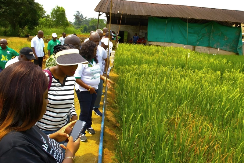 Kougouleu, possible sursaut de la souveraineté rizicole
