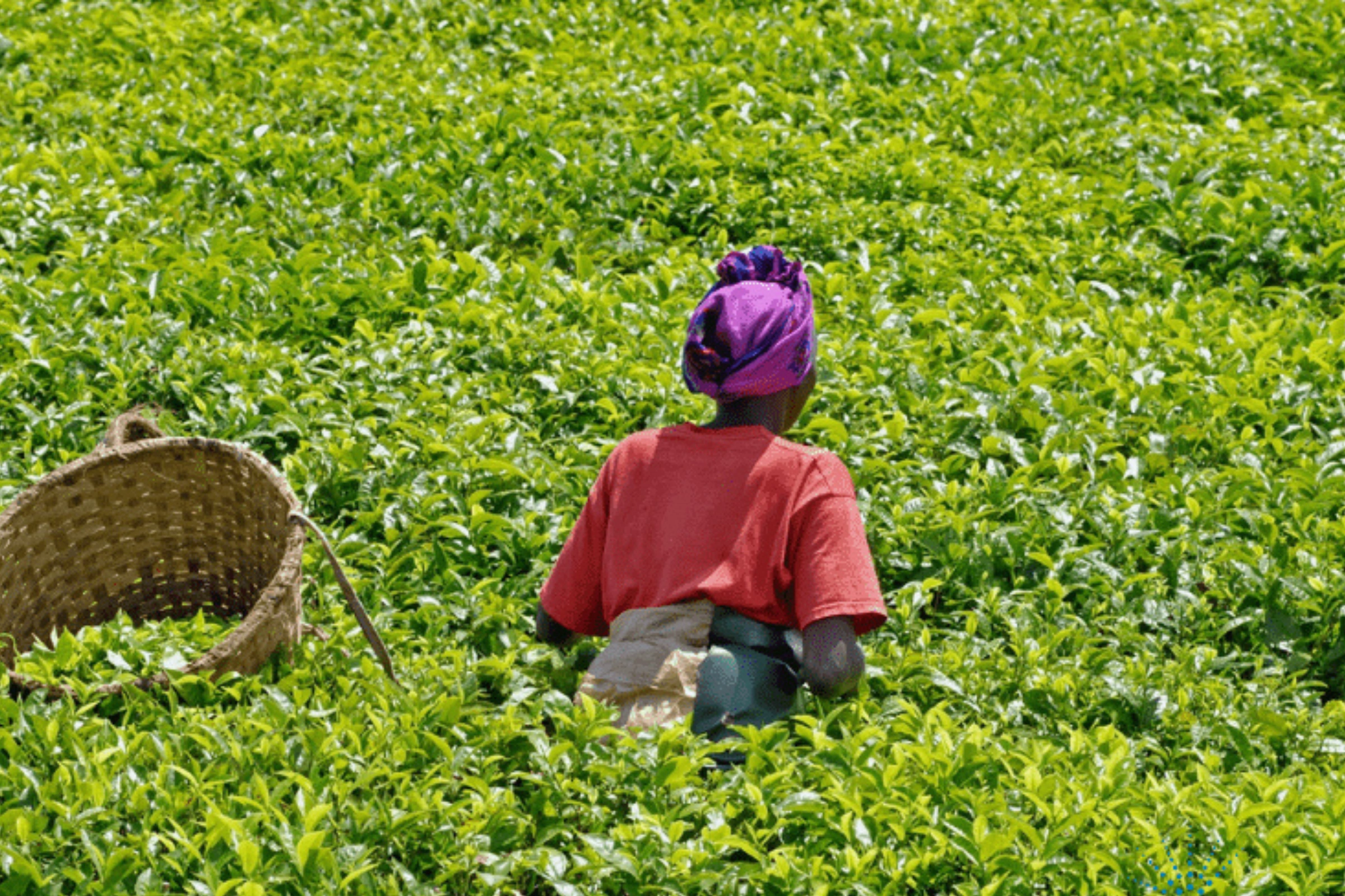 Le développement de l’agriculture passe , entre autres, par une augmentation de la production maraîchère.