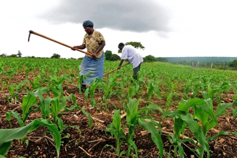 L'agriculture au Gabon. © DR