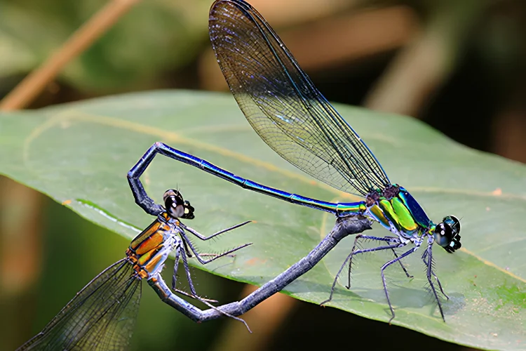 Biodiversité du Bassin du Congo : le Gabon en tête avec 262 nouvelles espèces découvertes