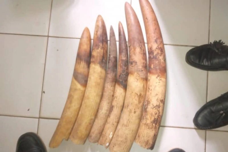 Les pointes d’ivoire saisies