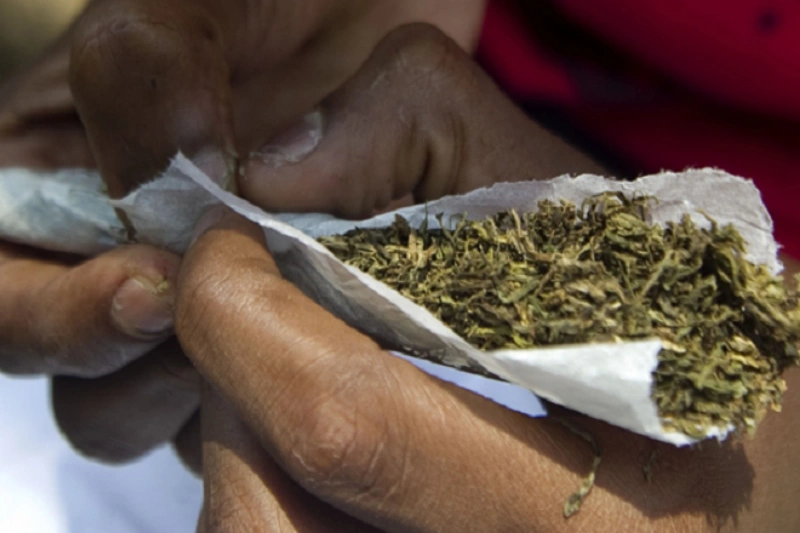 Cannabis. © DR