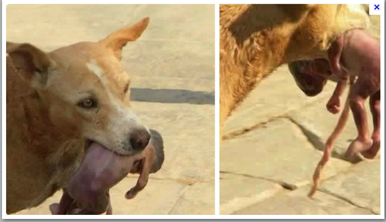 Tchibanga : un fœtus humain trouvé dans la gueule d'un chien errant