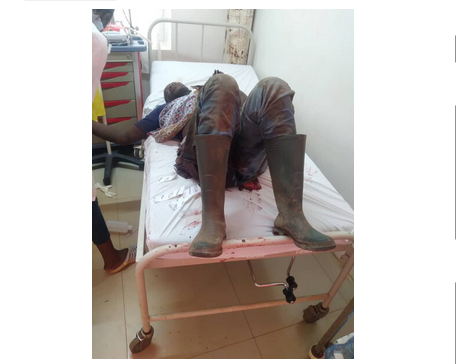 Mandji : un ouvrier d'Olam Palm tué par un éléphant