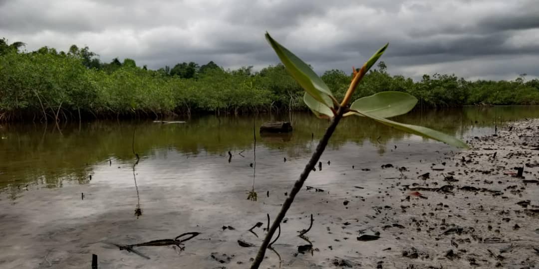 Vue d’une mangrove 