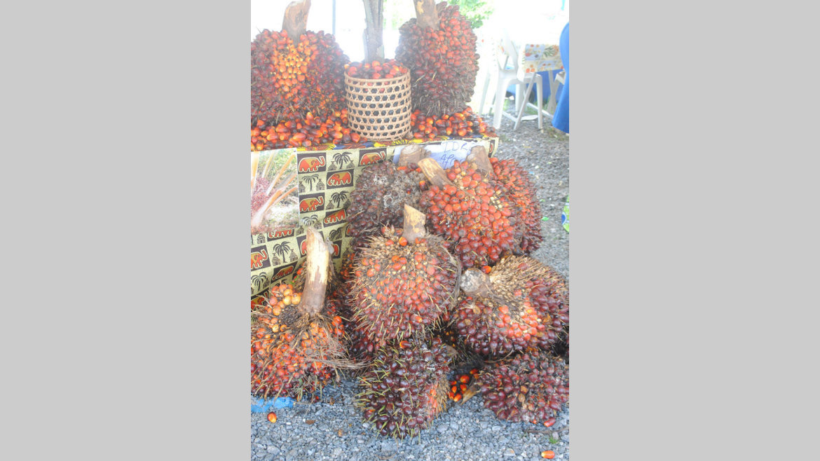 Filière palmier à l'huile : Identifier les acteurs impliqués dans le développement du secteur