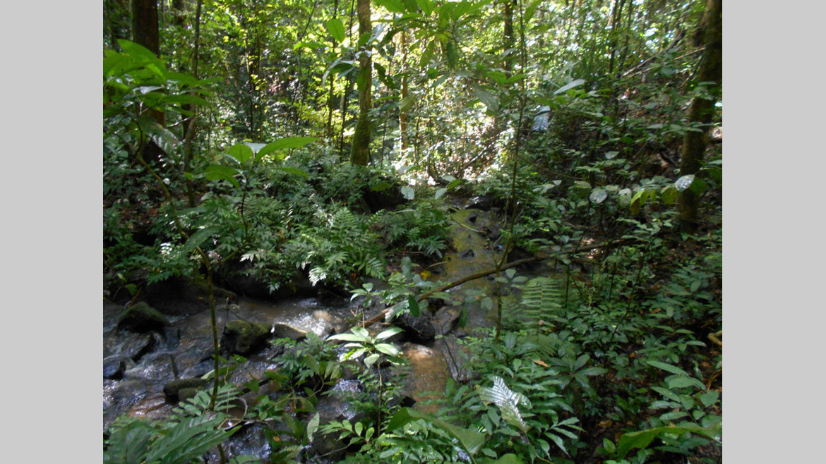  : L’incroyable potentiel des forêts tropicales