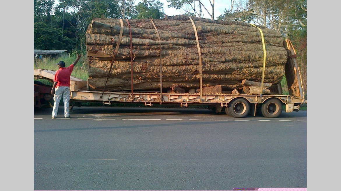 Kévazingo : un bois précieux très prisé en Asie