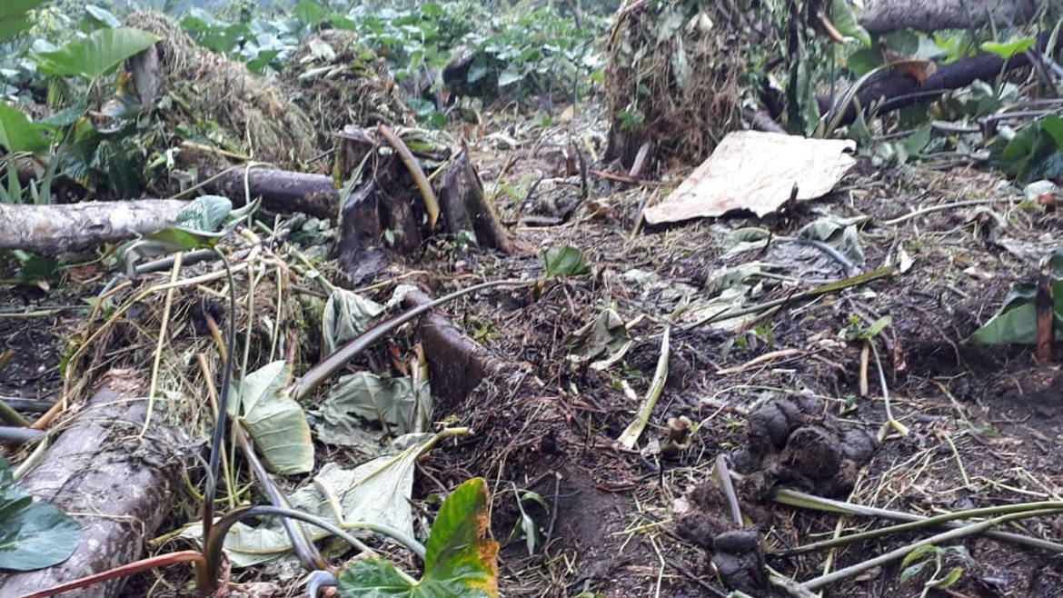 Conflit homme-faune : des plantations dévastées dans la Louetsi-Wano