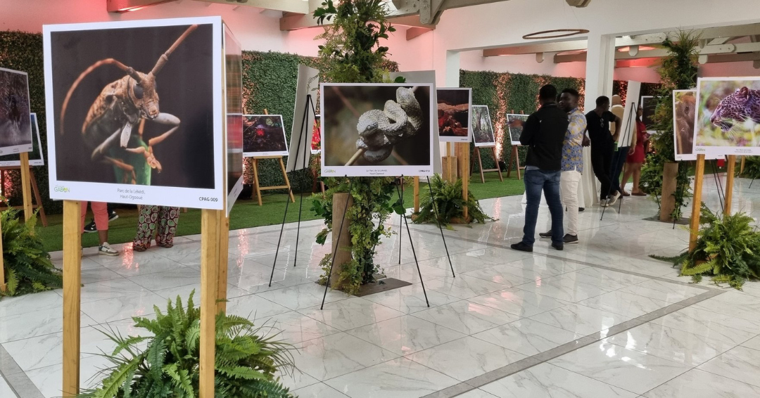 Concours photo : Amazing Gabon expose sur la faune et la flore