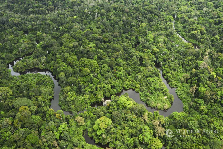 Le Gabon récompensé pour la sauvegarde de ses forêts 