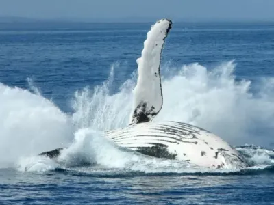 Baleines du Gabon