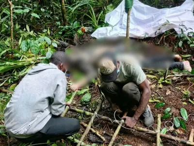 Chasseur tué par un éléphant