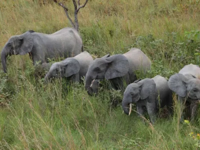 Groupe d'éléphants de la Lopé