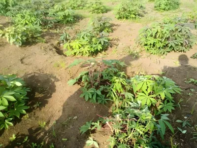 Exploitation agricole dévastée par les pachydermes 