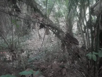 Un pan de la forêt de Mvouna, lieu de la commission des faits.