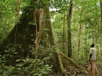 Production forestière : l’Ogooué-Lolo et l’Ogooué-Ivindo en tête en 2024