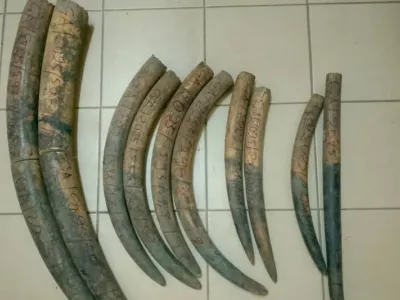 Les pointes d’ivoire saisies