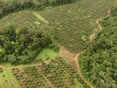 Une palmeraie d'Olam Palm Gabon vue d’en haut