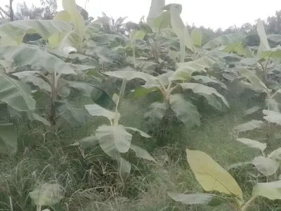 Plantation à Makouké