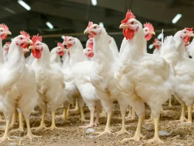 Poulet de chair