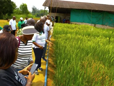 Rizière à kougouleu