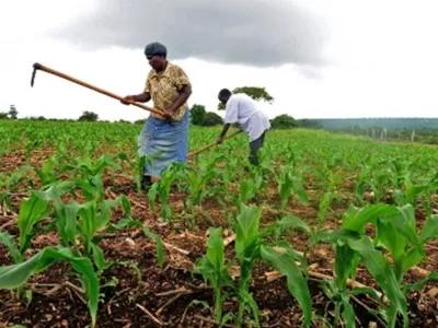 L'agriculture au Gabon. © DR