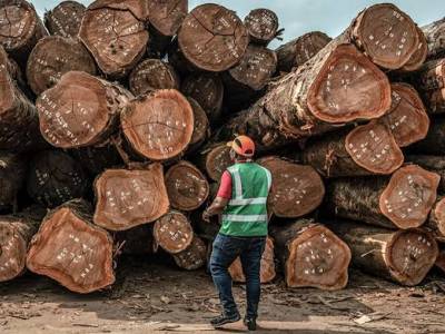 Forêt-Bois : 20 milliards pour relancer la filière