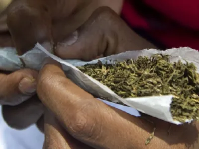 Cannabis. © DR
